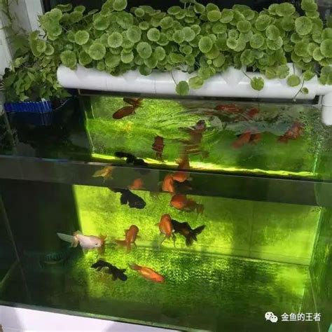 懶人養魚法